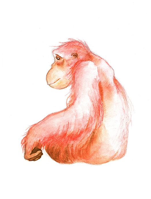 julie viens elka orangutan watercolor pencils life drawing great ape los angeles zoo drawing painting