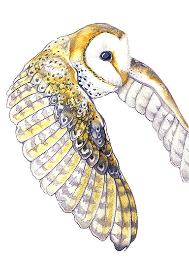 julie viens artwork watercolor pencil owl Australian masked barn