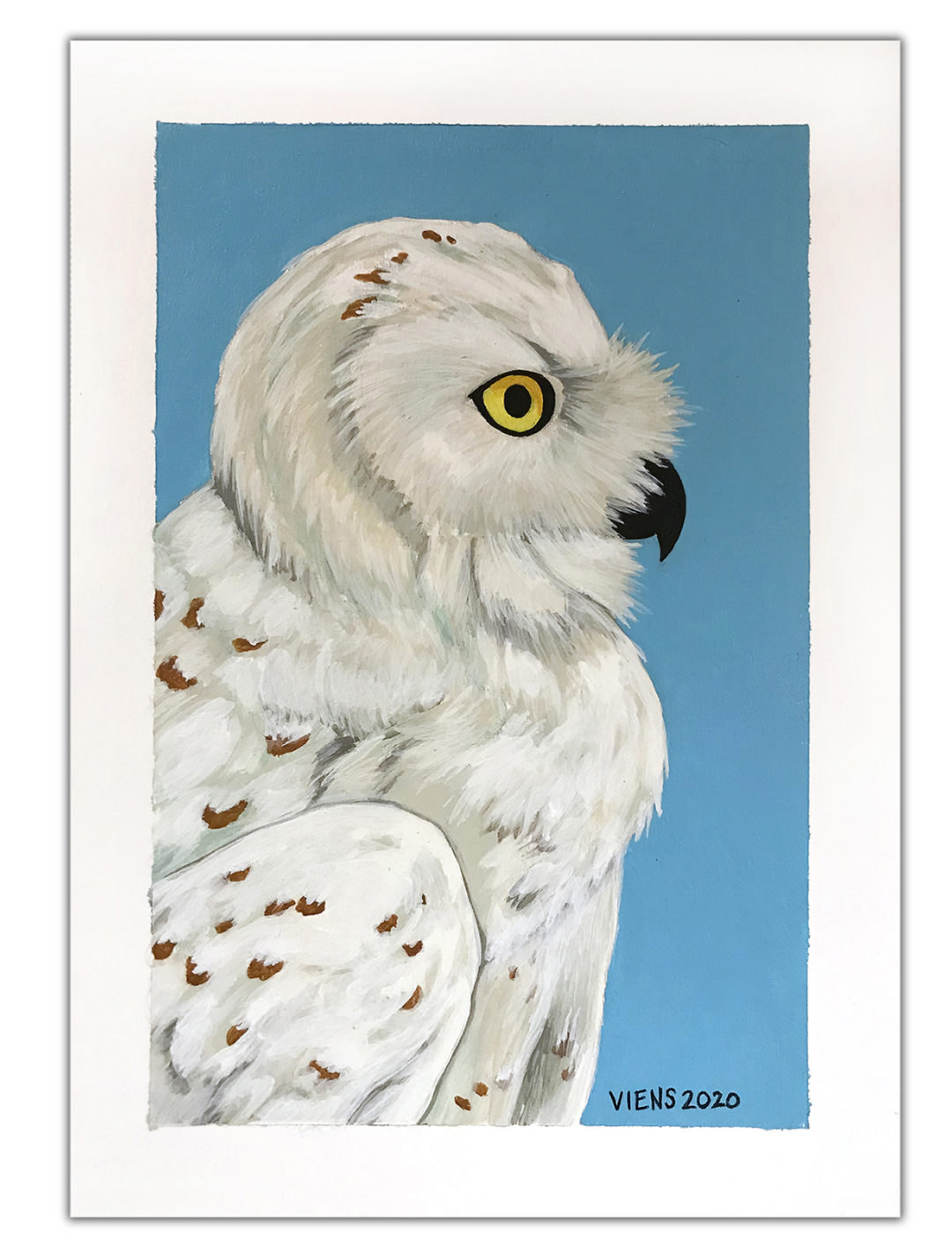 julie viens study snowy owl